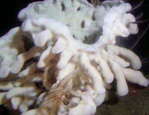 glass sponge reefs in the Queen Charlotte Basin