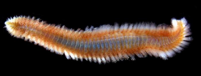 Eurythoe companata - fireworm from Australia