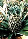 Pineapples are fruit that grow typically in northern Okinawa and Yaeyama.