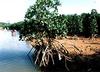 Mangrove growing along the Urauchi River on Iriomote Island