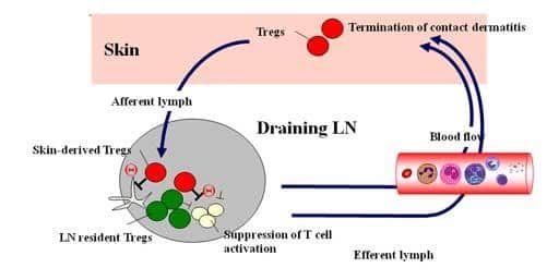 Crosstalk of T cells between skin and the lymph nodes