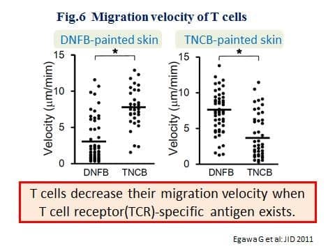 Migration velocity of T cells