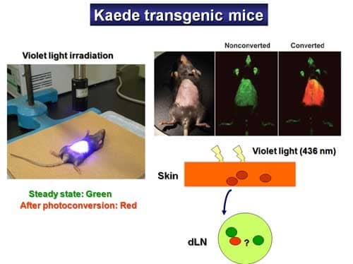 Kaede-transgenic mice