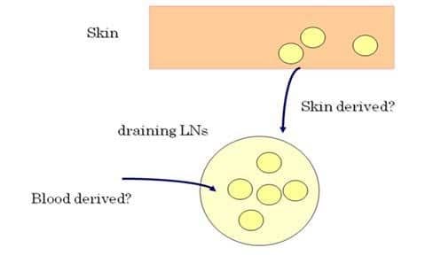 No direct evidence of T cell migration from skin to draining LNs